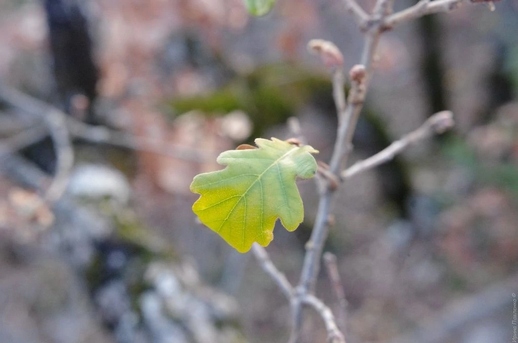 Дубовые листья-2.jpg