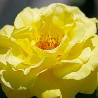 Желтая роза