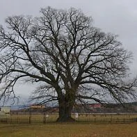 Суворовский дуб