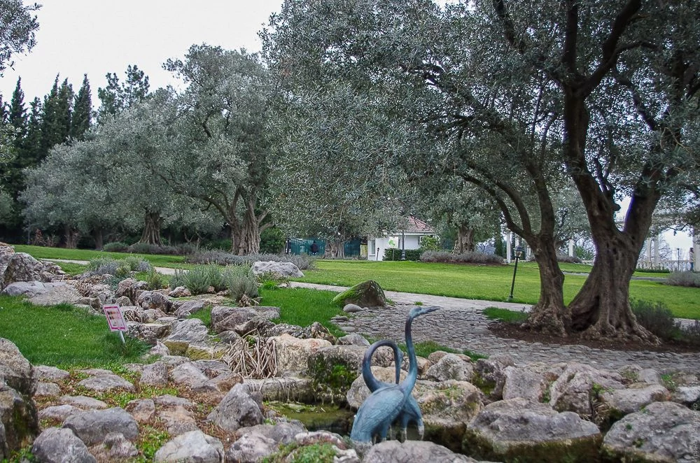 Оливковая роща. Парк Айвазовское. Крым Парк Айвазовское. Крым