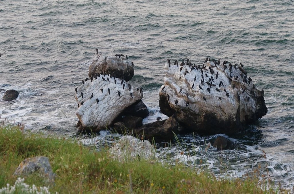 Мыс Казантип- птицы Мыс Казантип- птицы