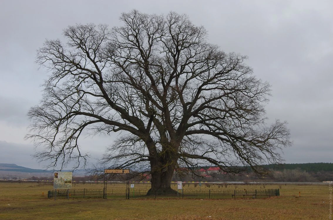 Суворовский дуб-1-4.jpg Суворовский дуб-1-4.jpg