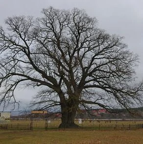 Суворовский дуб