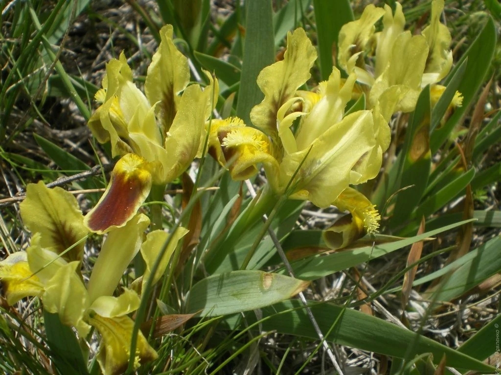 На полях цветут ирисы На полях цветут ирисы