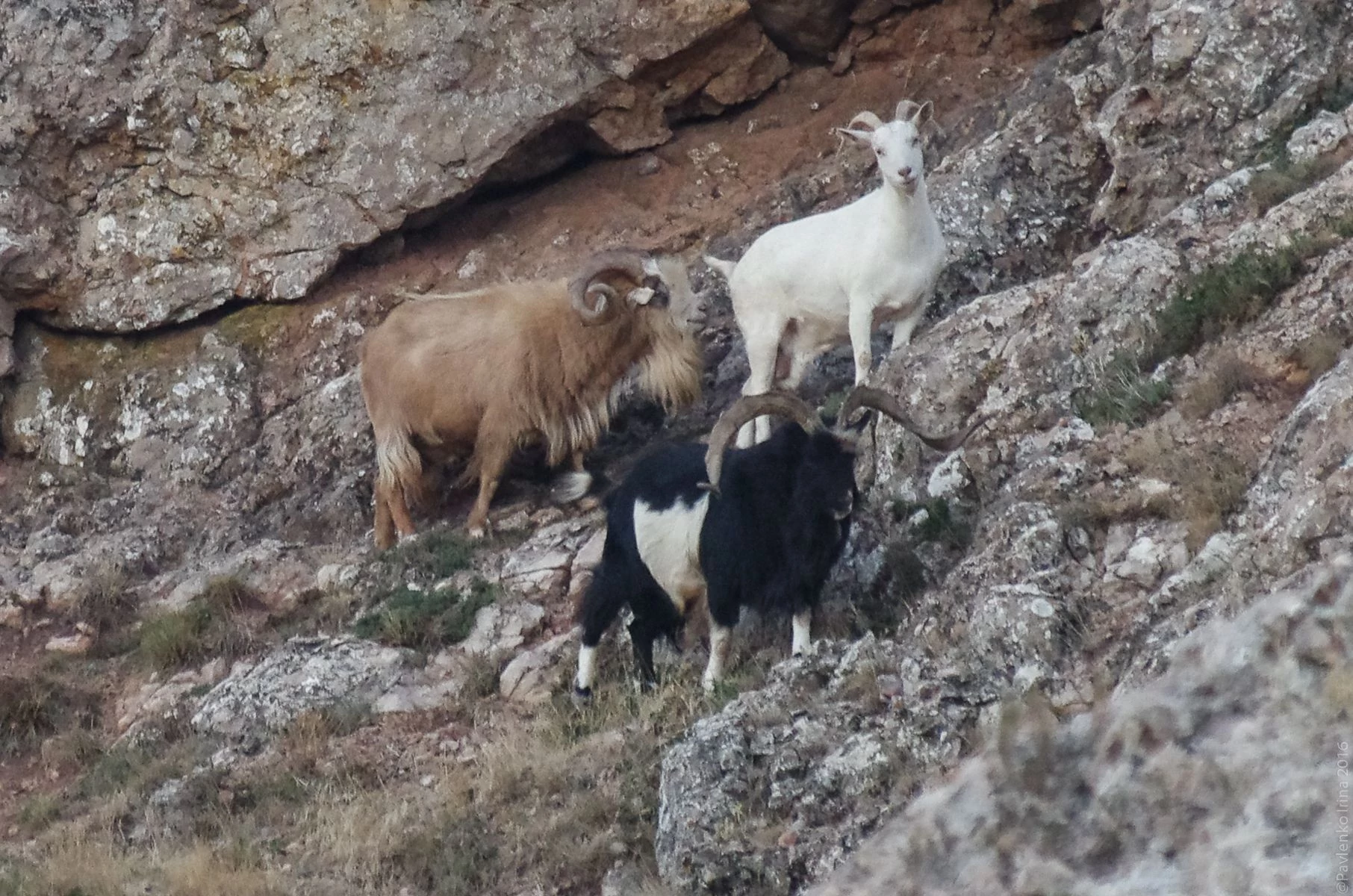 Дикие козлы на Ильяс-Кая