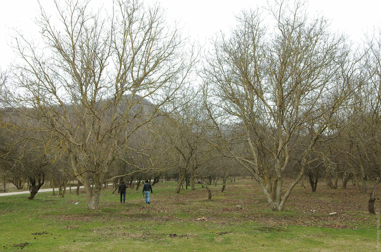Судак, сад грецких орехов Судак-5.jpg