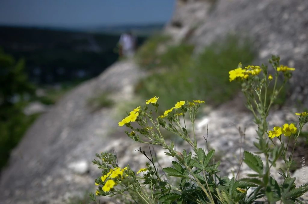 Белокаменное, скальная полка