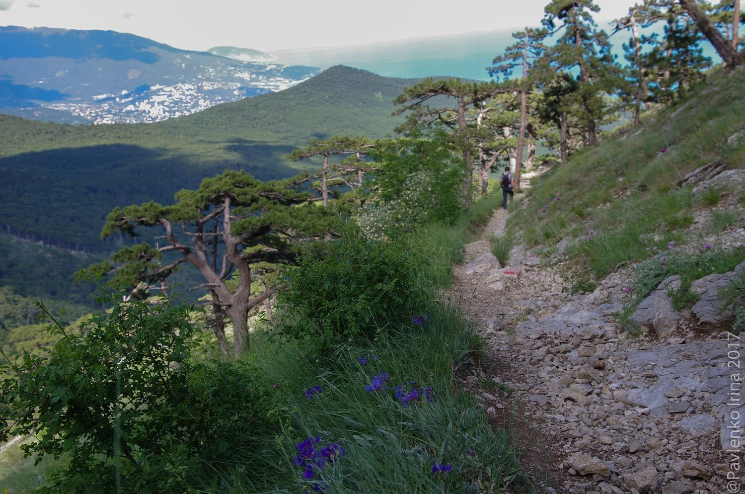 Вдоль тропы злаковые и цветут васильки Вдоль тропы злаковые и цветут васильки