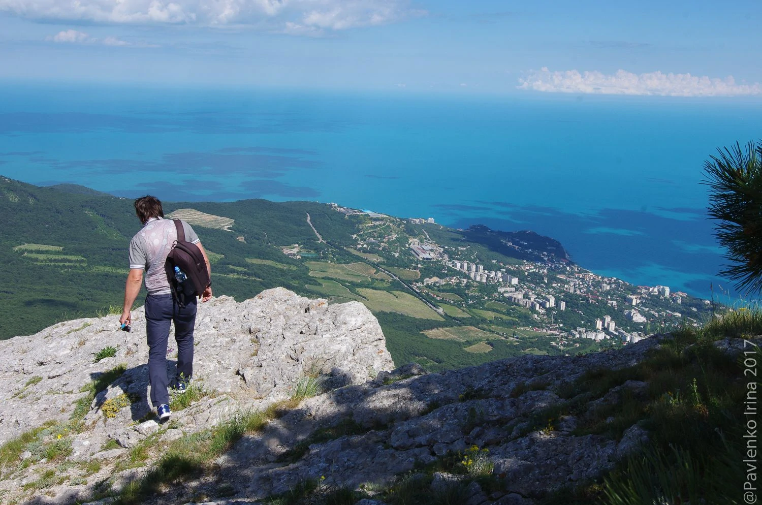 Сосна-самолет-4.jpg Сосна-самолет-4.jpg