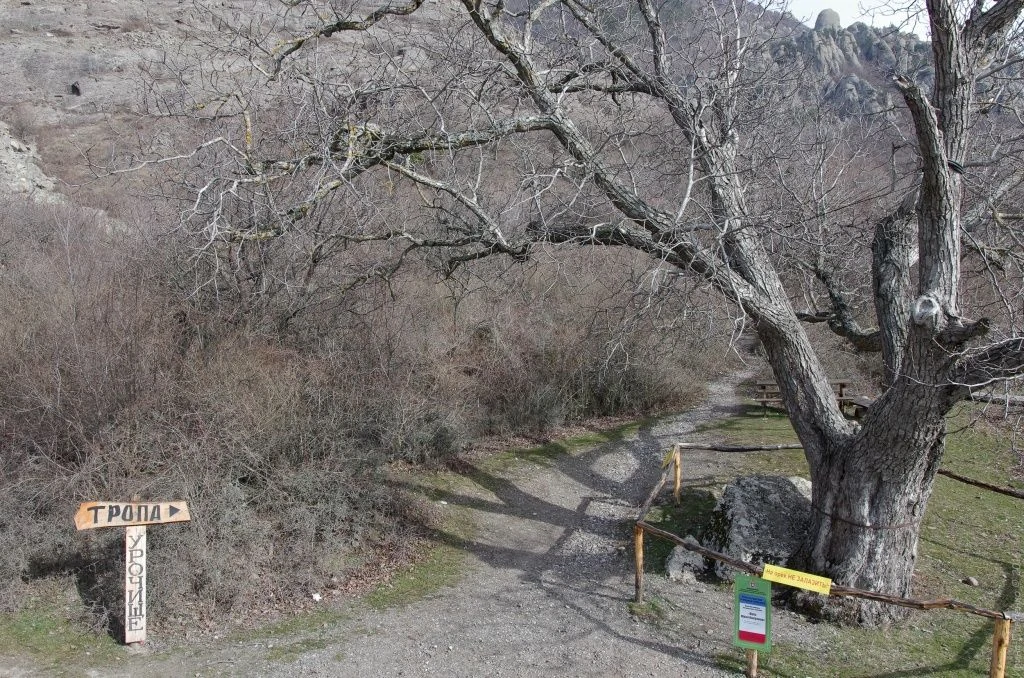Демерджи, орех Никулина