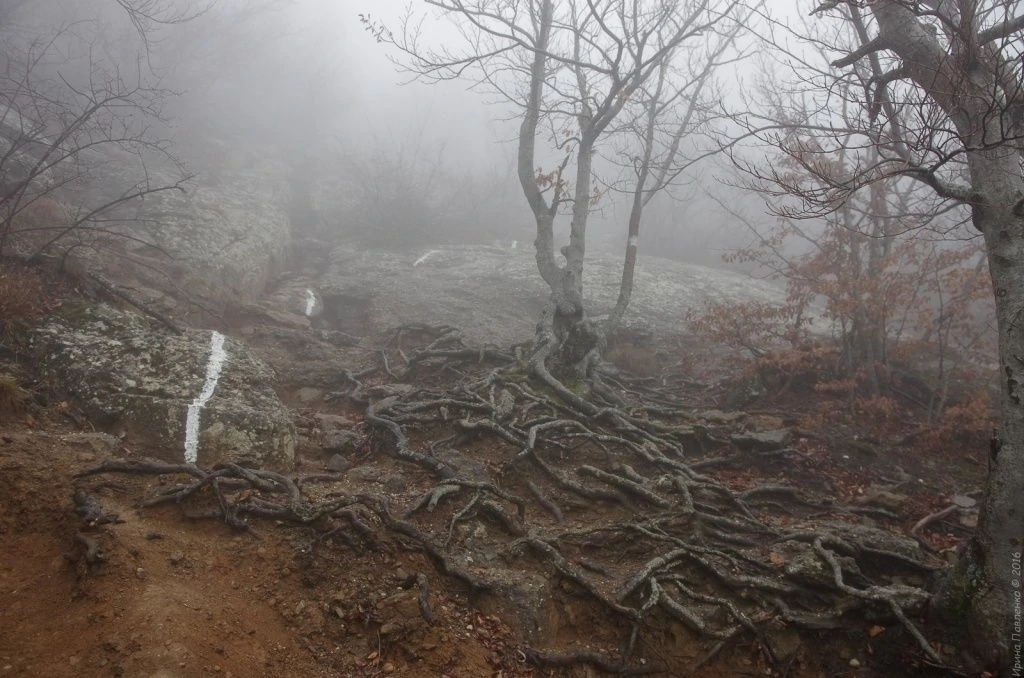 Демерджи, корни