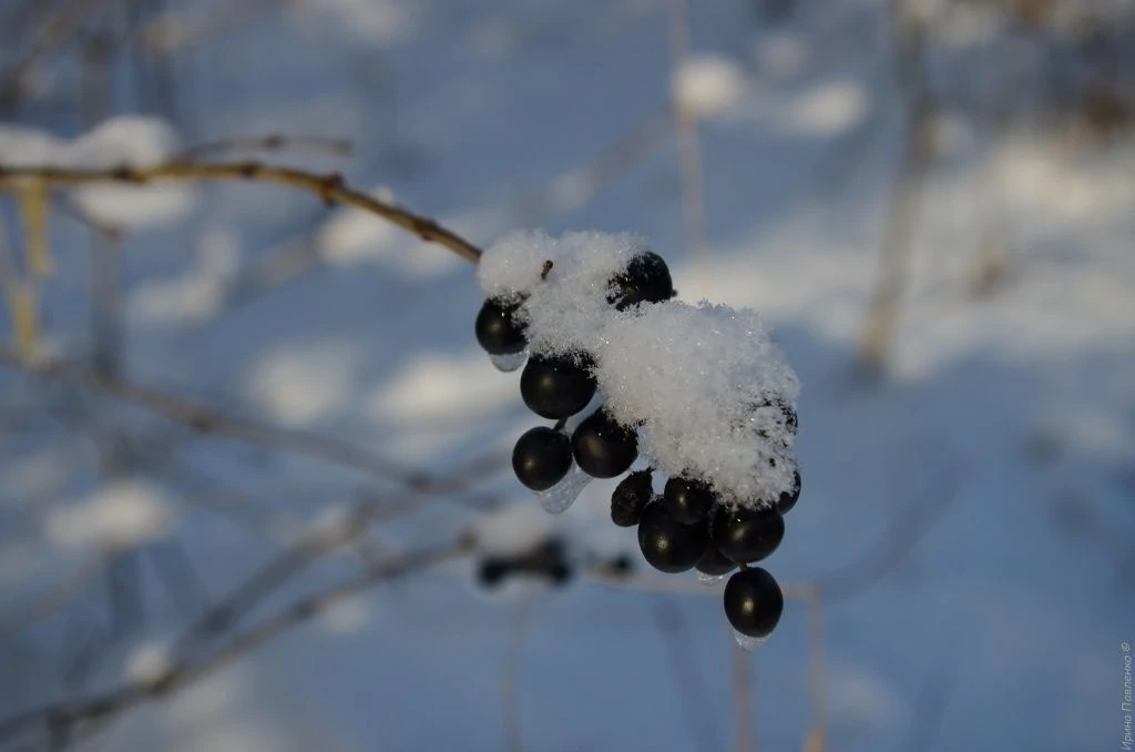 Волчьи(?) ягоды Волчьи(?) ягоды