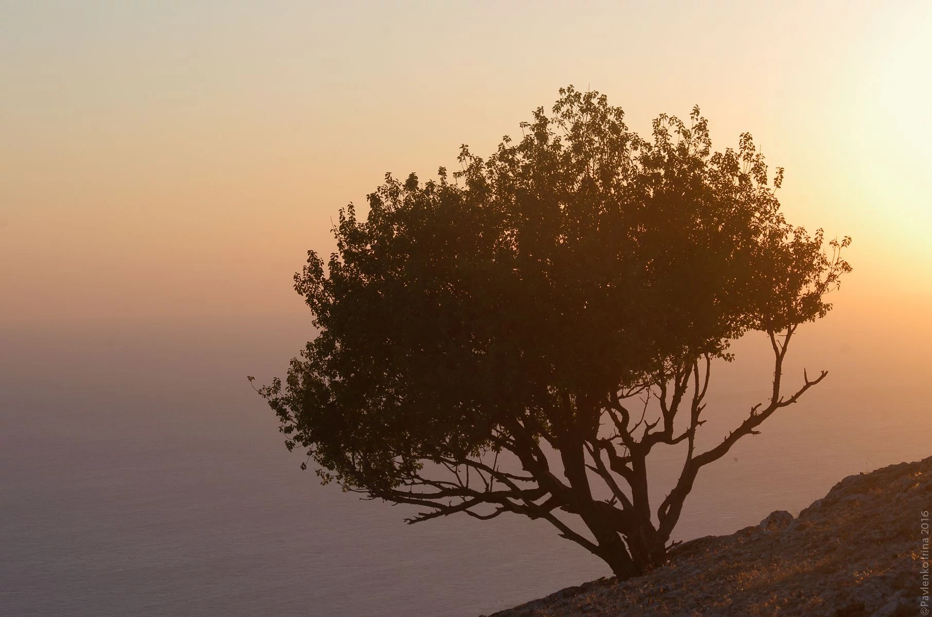 Дерево на Ильяс Кая