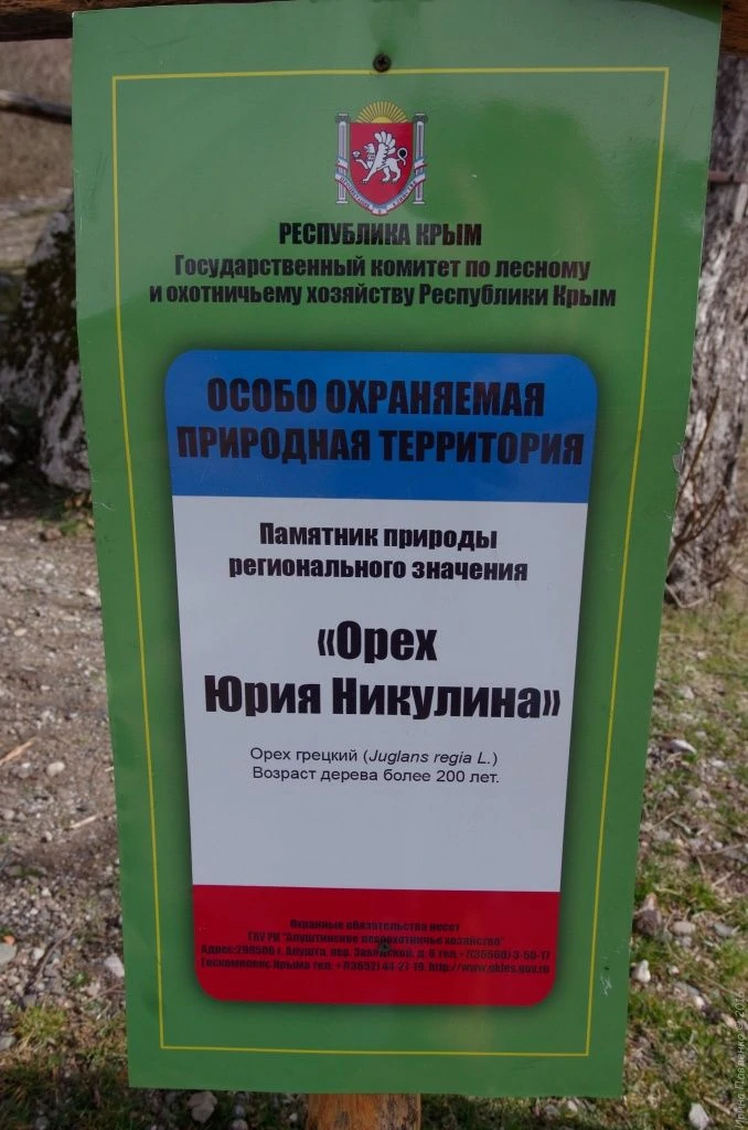 Демерджи, орех Никулина