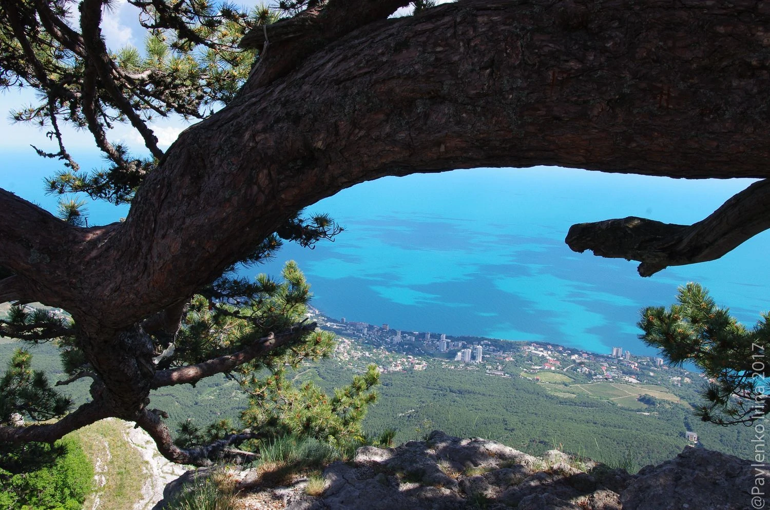 Сосна-самолет-3.jpg Сосна-самолет-3.jpg