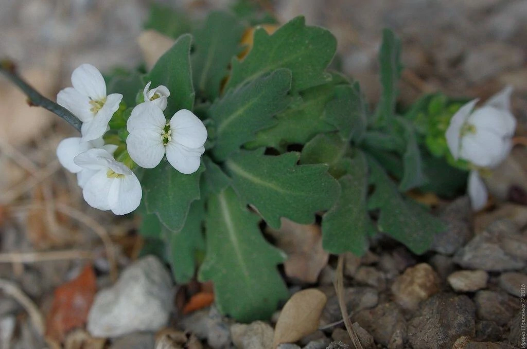 Монастырь, цветет резуха Монастырь, цветет резуха