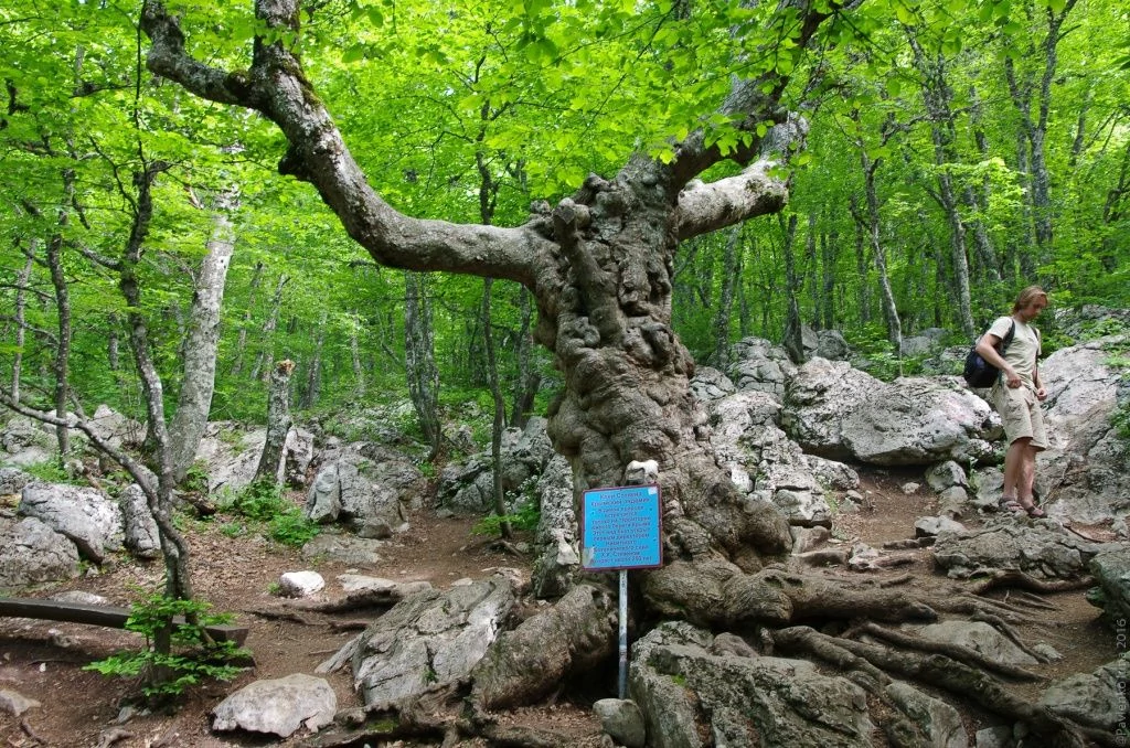 Клен Стевена, Ай-Петри