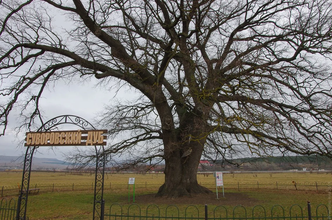 Суворовский дуб-1-5.jpg Суворовский дуб-1-5.jpg