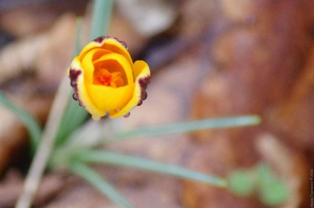 Цветок крокуса Цветок крокуса