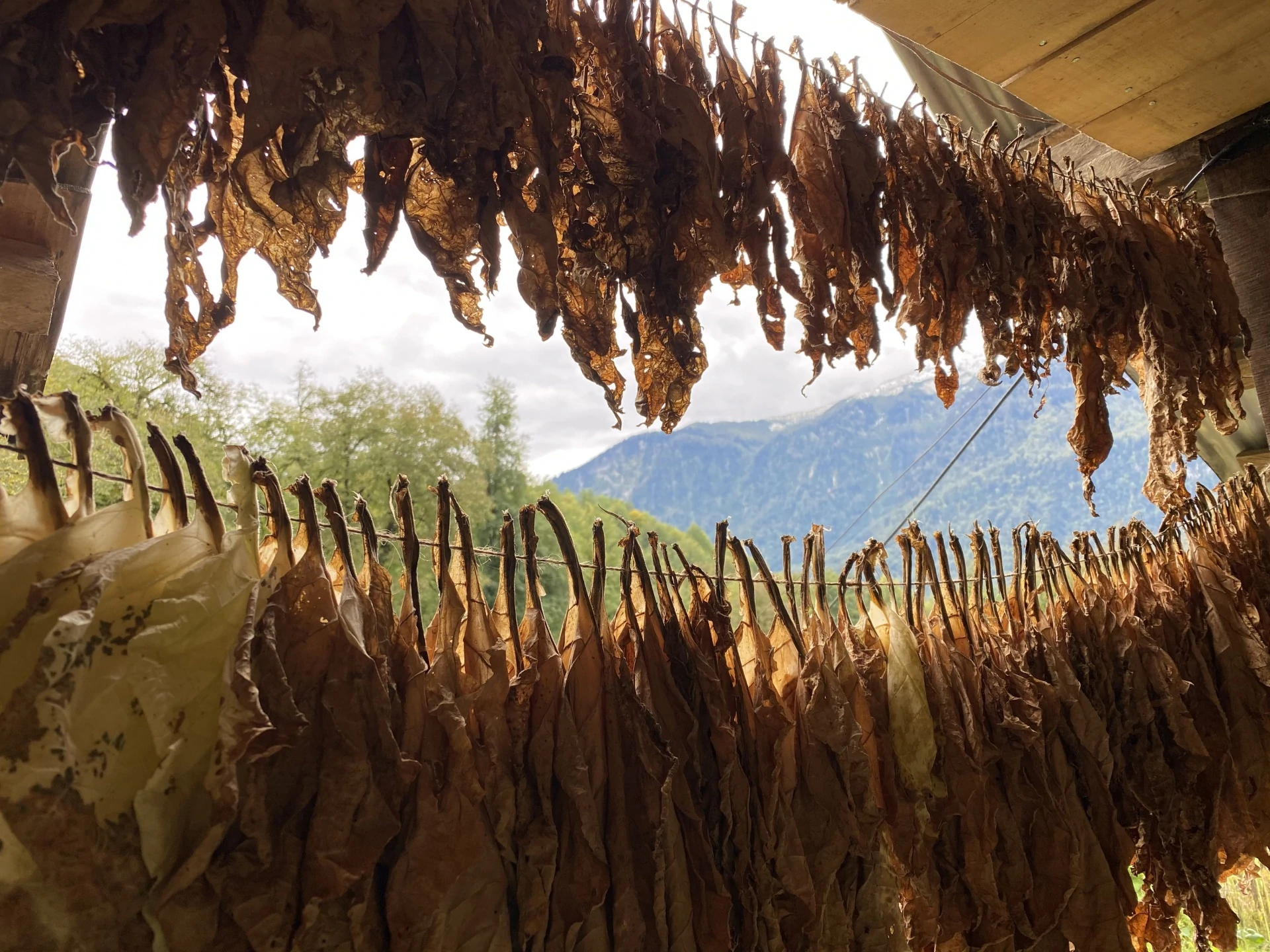 сушится табак.jpg сушится табак.jpg