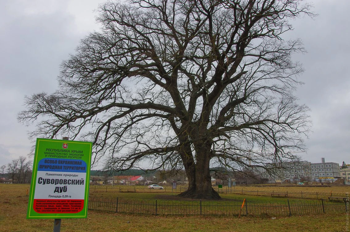 Суворовский дуб-1-9.jpg