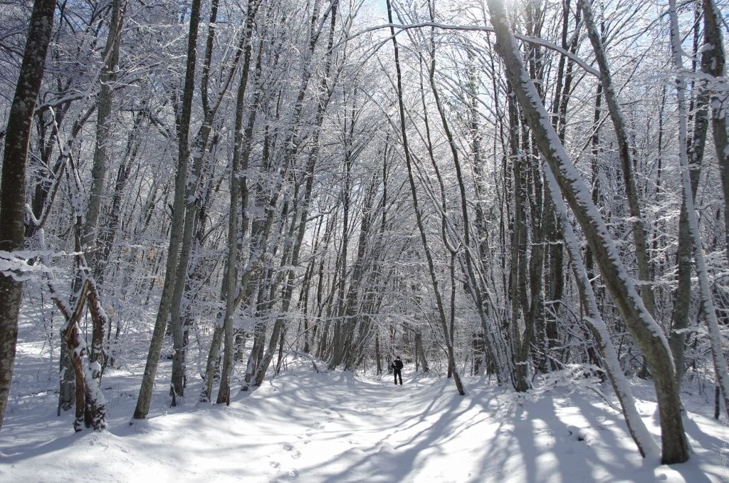 Черемисовские водопады. Буковый лес
