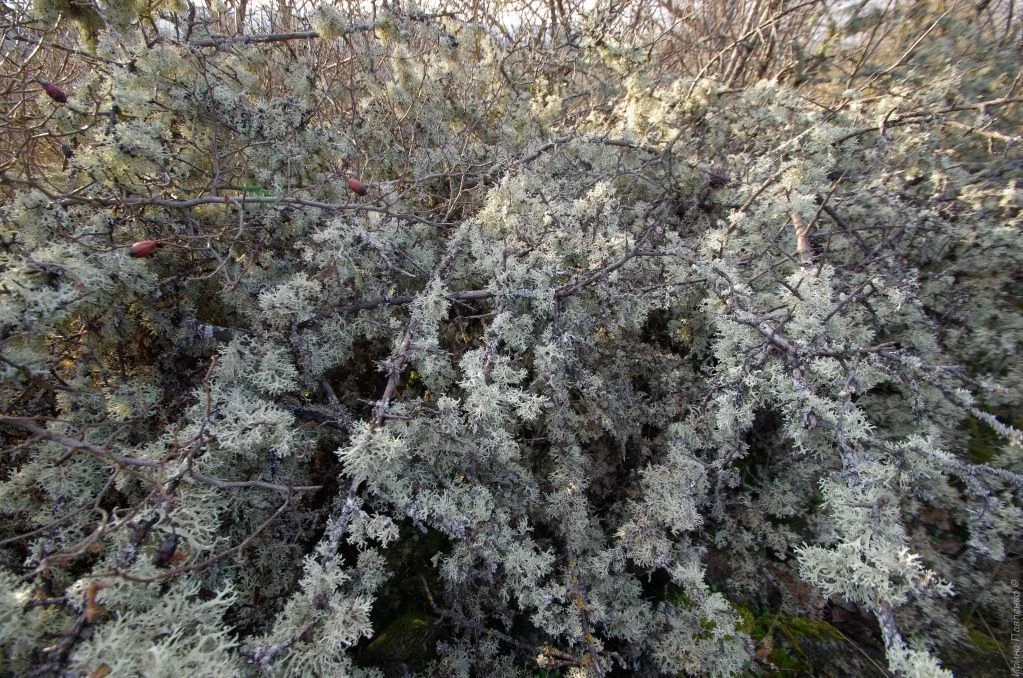 Мох Сюйреньской крепости.jpg