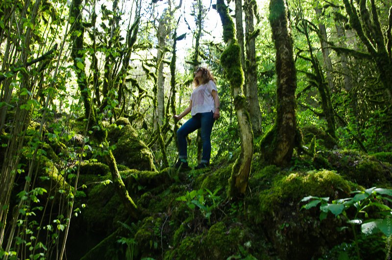 Самшитовый лес в Гуамском ущелье-1-3.jpg