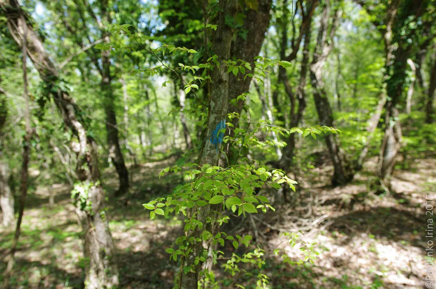 Балаклава, лес в мае