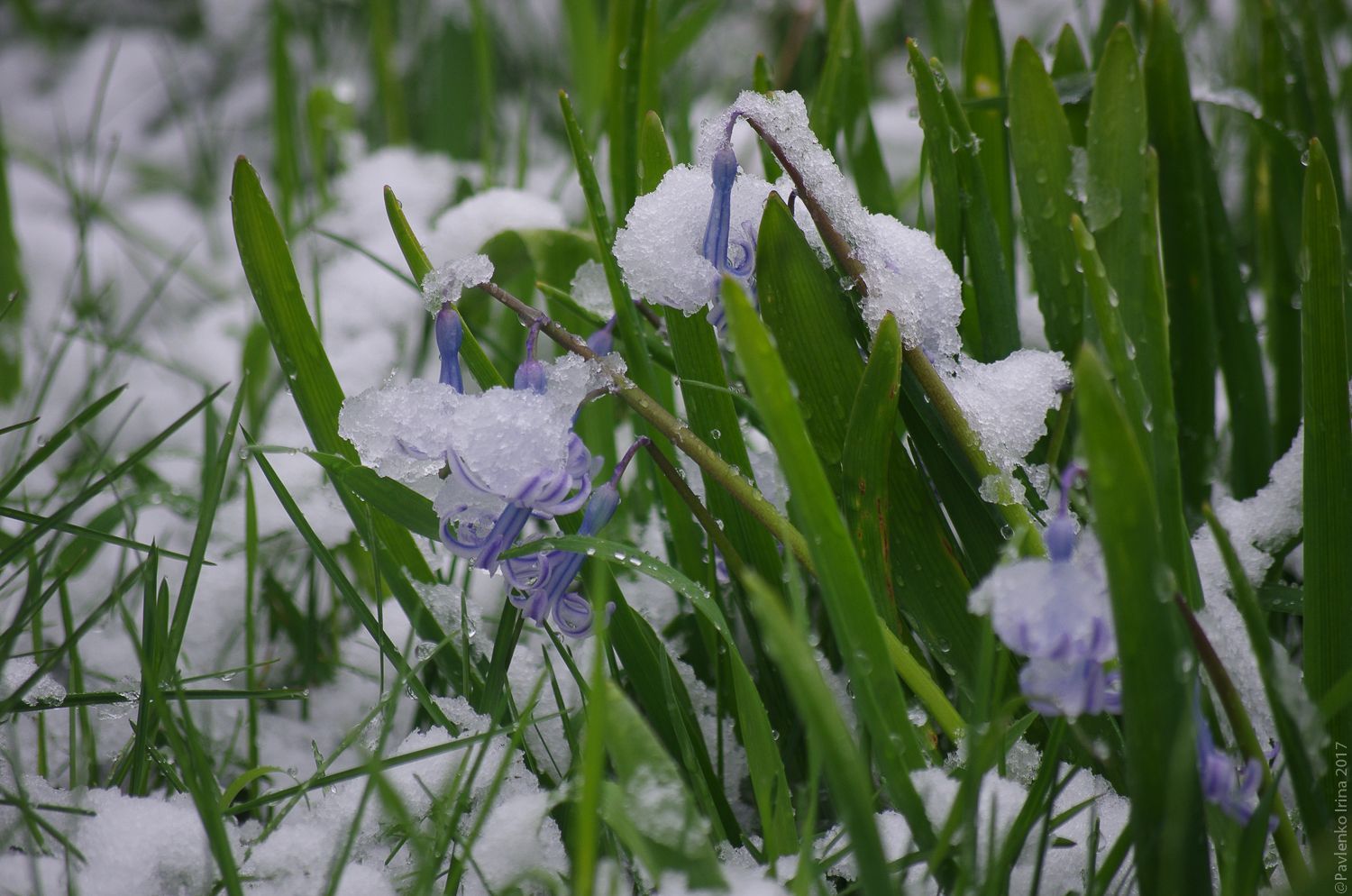 Гиацинты под снегом