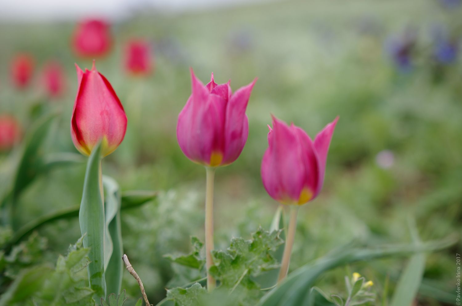В апреле на Опуке цветут дикие тюльпаны 