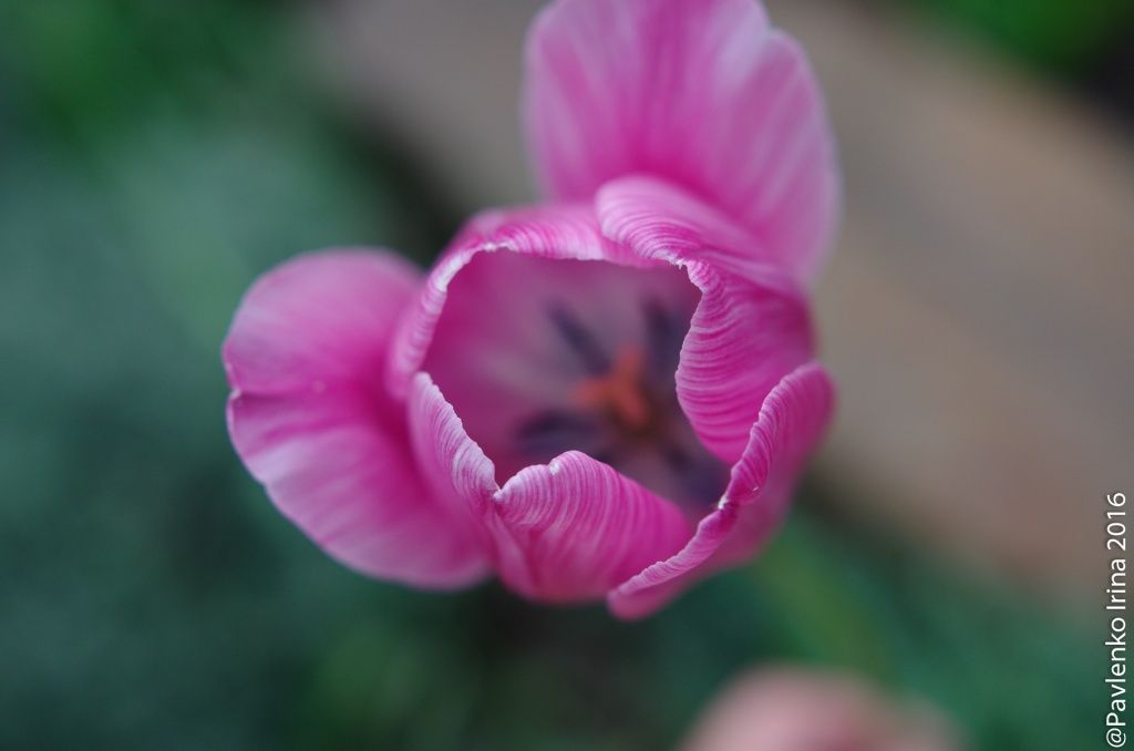 в Крыму цветут поздние сорта тюльпанов