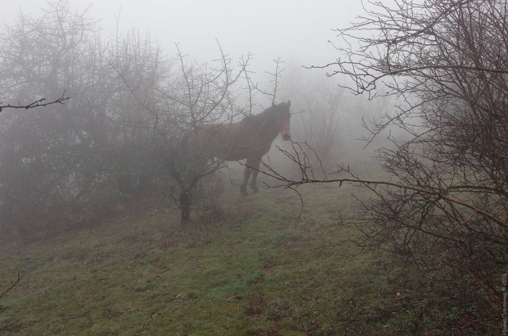 Демерджи, лошадь в тумане