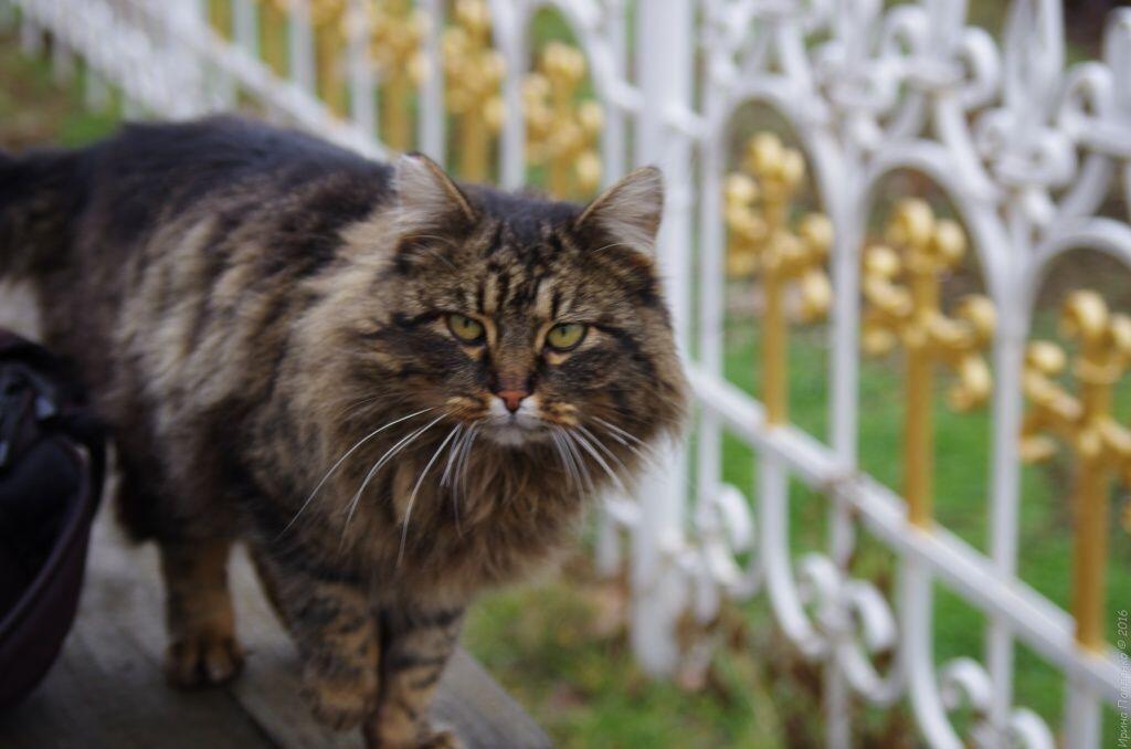 Монастырский кот Монастырский кот
