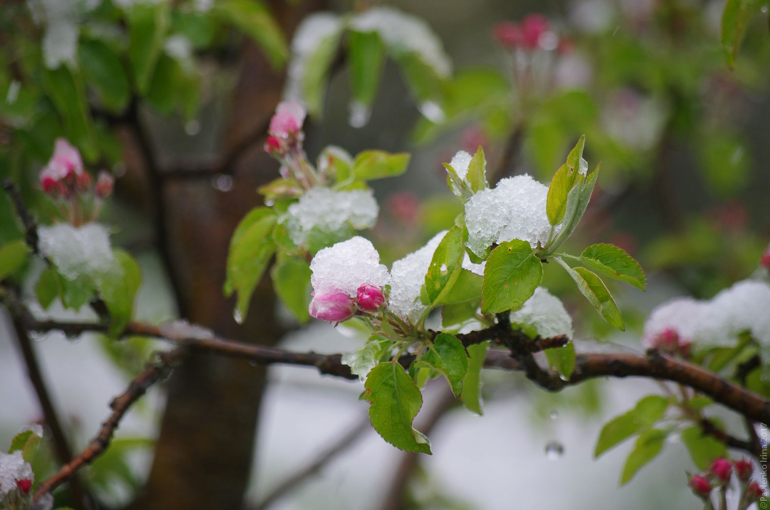 Фото весеннего яблоневого сада