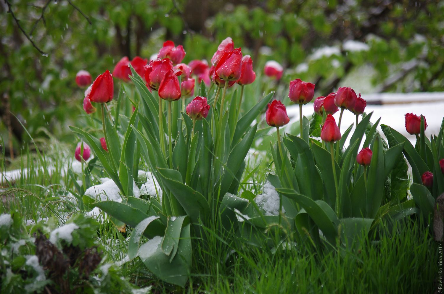 Весна поздняя тюльпаны